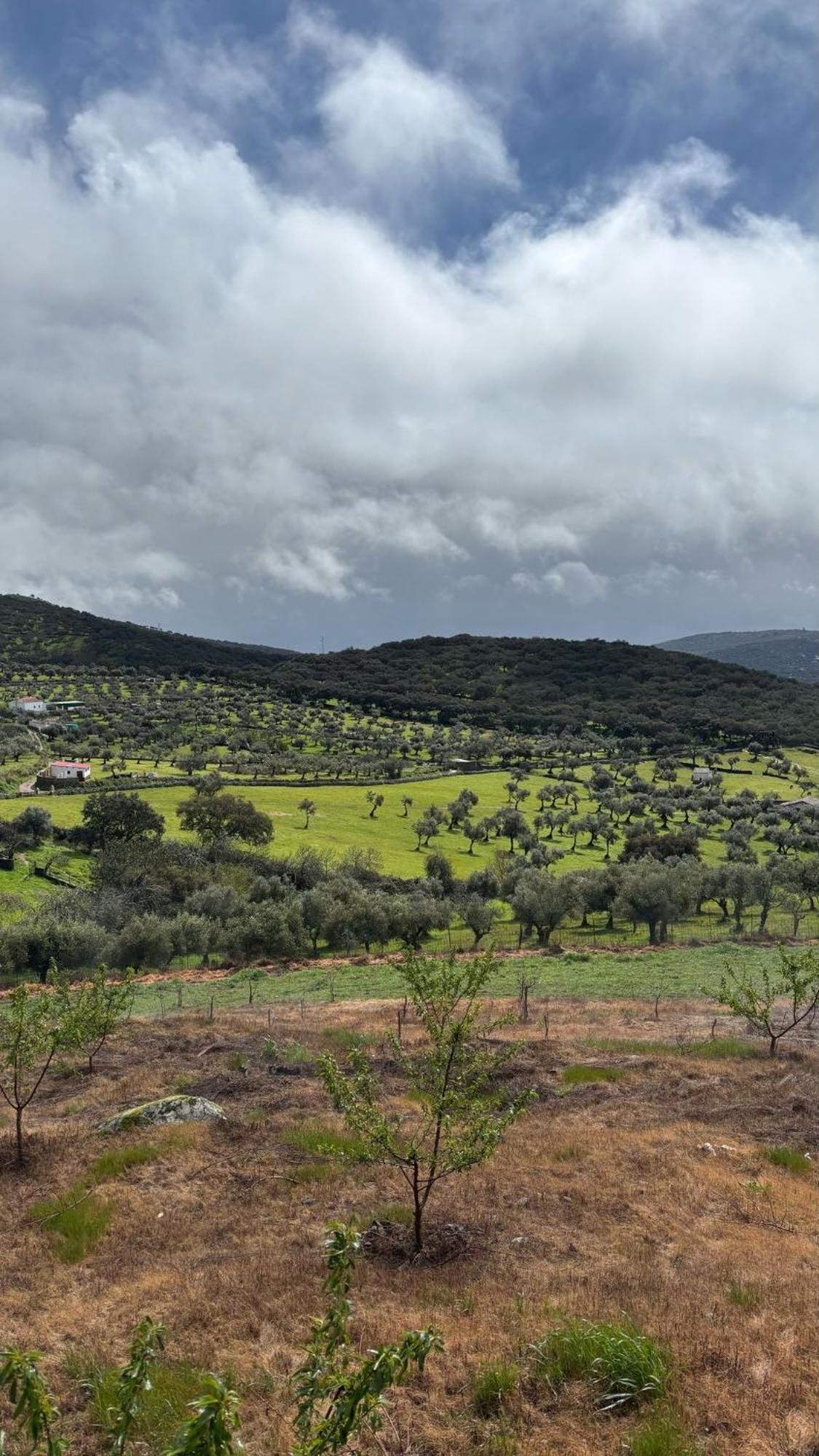 Casas Rurales Los Llanos Fuentes de León Esterno foto